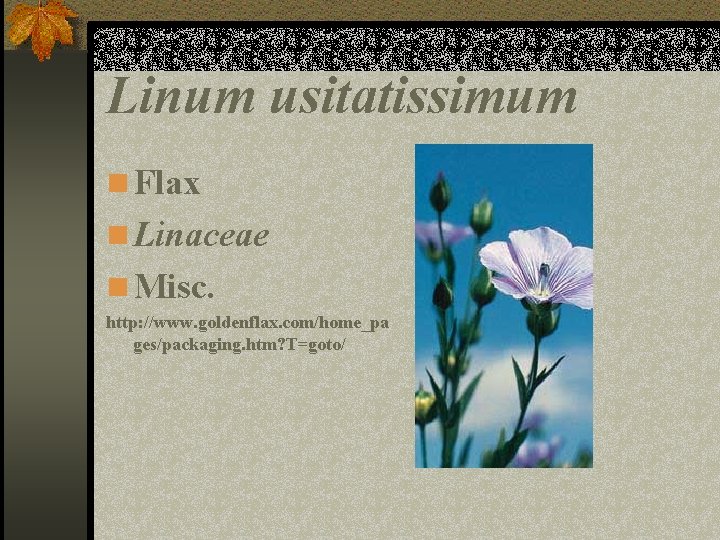 Linum usitatissimum n Flax n Linaceae n Misc. http: //www. goldenflax. com/home_pa ges/packaging. htm?