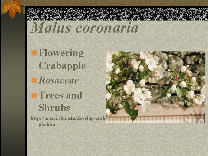 Malus coronaria n Flowering Crabapple n Rosaceae n Trees and Shrubs http: //artsci. shu.