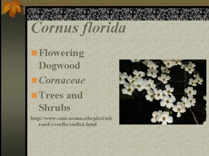 Cornus florida n Flowering Dogwood n Cornaceae n Trees and Shrubs http: //www. canr.