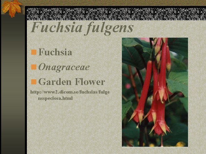 Fuchsia fulgens n Fuchsia n Onagraceae n Garden Flower http: //www 2. dicom. se/fuchsias/fulge