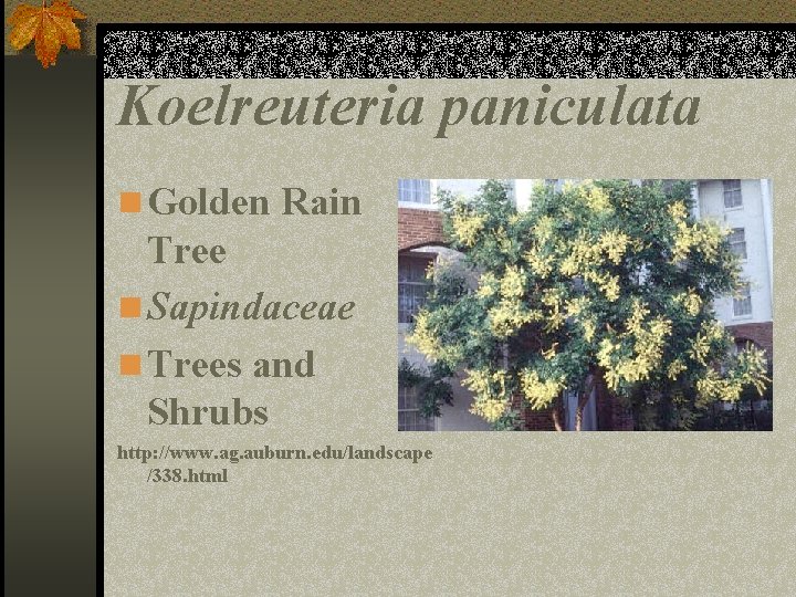 Koelreuteria paniculata n Golden Rain Tree n Sapindaceae n Trees and Shrubs http: //www.