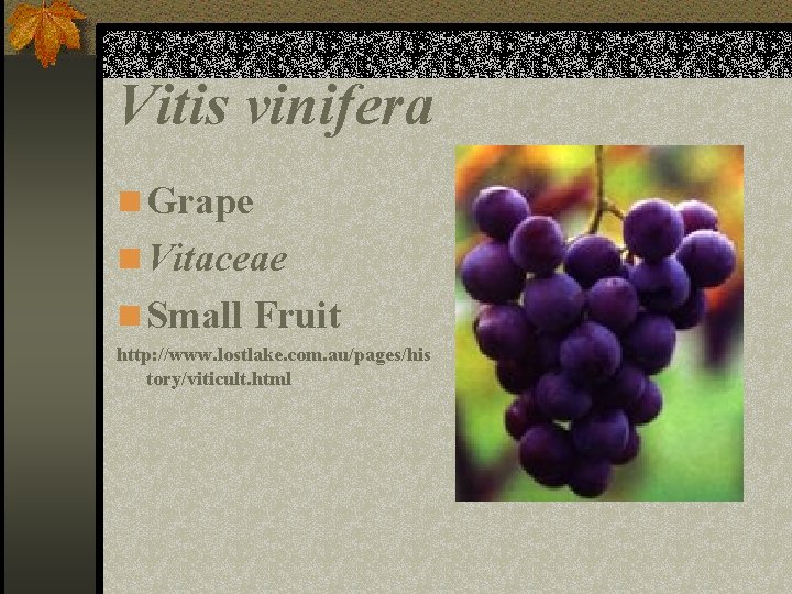 Vitis vinifera n Grape n Vitaceae n Small Fruit http: //www. lostlake. com. au/pages/his