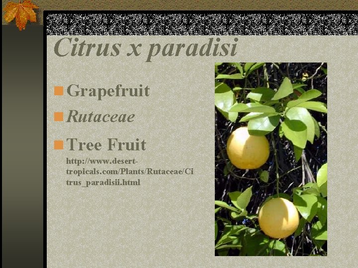 Citrus x paradisi n Grapefruit n Rutaceae n Tree Fruit http: //www. deserttropicals. com/Plants/Rutaceae/Ci