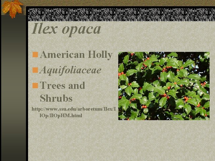 Ilex opaca n American Holly n Aquifoliaceae n Trees and Shrubs http: //www. ssu.
