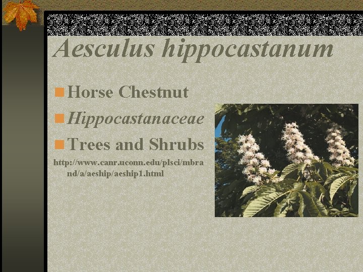 Aesculus hippocastanum n Horse Chestnut n Hippocastanaceae n Trees and Shrubs http: //www. canr.