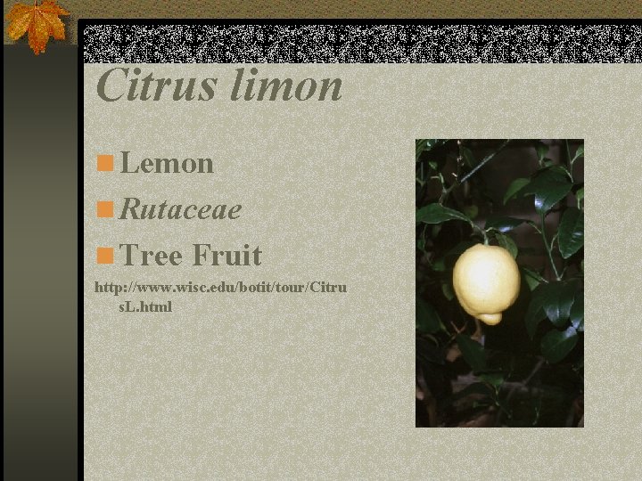 Citrus limon n Lemon n Rutaceae n Tree Fruit http: //www. wisc. edu/botit/tour/Citru s.