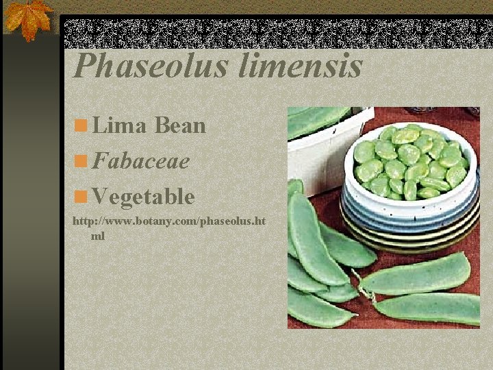 Phaseolus limensis n Lima Bean n Fabaceae n Vegetable http: //www. botany. com/phaseolus. ht