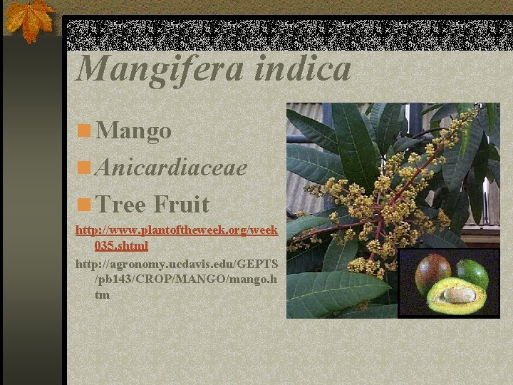 Mangifera indica n Mango n Anicardiaceae n Tree Fruit http: //www. plantoftheweek. org/week 035.