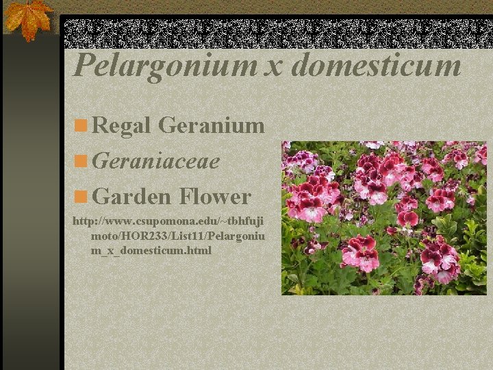 Pelargonium x domesticum n Regal Geranium n Geraniaceae n Garden Flower http: //www. csupomona.