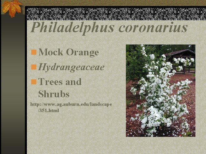 Philadelphus coronarius n Mock Orange n Hydrangeaceae n Trees and Shrubs http: //www. ag.