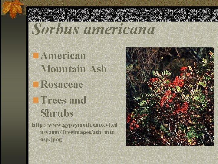 Sorbus americana n American Mountain Ash n Rosaceae n Trees and Shrubs http: //www.