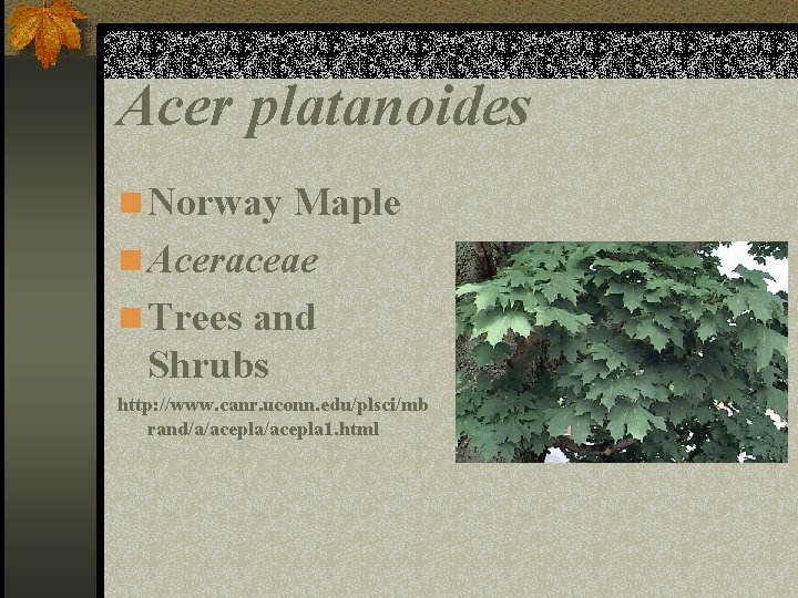 Acer platanoides n Norway Maple n Aceraceae n Trees and Shrubs http: //www. canr.