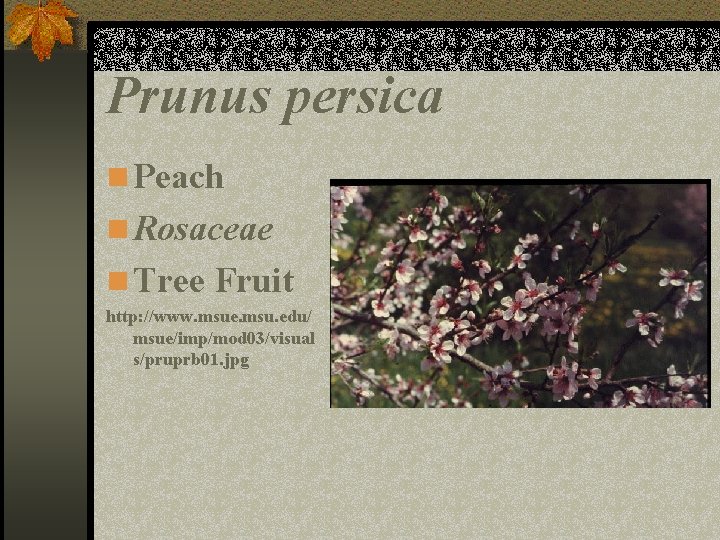 Prunus persica n Peach n Rosaceae n Tree Fruit http: //www. msue. msu. edu/