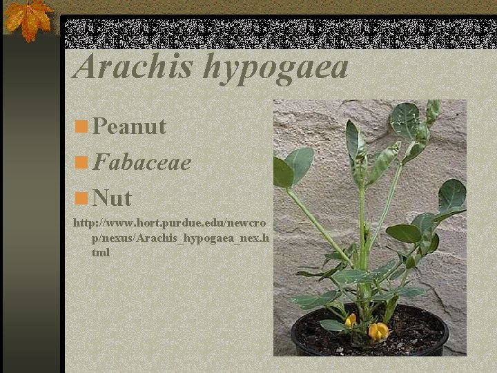 Arachis hypogaea n Peanut n Fabaceae n Nut http: //www. hort. purdue. edu/newcro p/nexus/Arachis_hypogaea_nex.