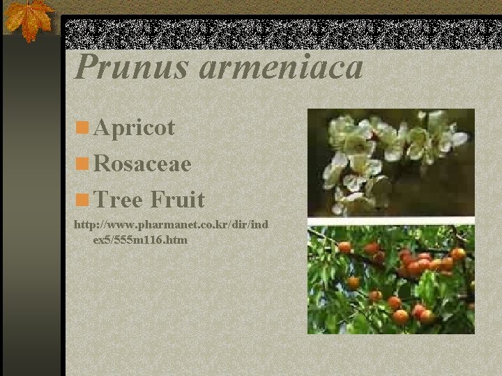 Prunus armeniaca n Apricot n Rosaceae n Tree Fruit http: //www. pharmanet. co. kr/dir/ind