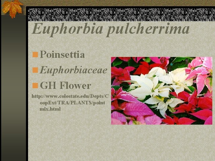 Euphorbia pulcherrima n Poinsettia n Euphorbiaceae n GH Flower http: //www. colostate. edu/Depts/C oop.