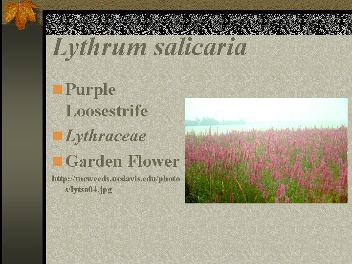 Lythrum salicaria n Purple Loosestrife n Lythraceae n Garden Flower http: //tncweeds. ucdavis. edu/photo