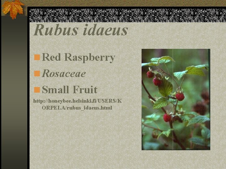 Rubus idaeus n Red Raspberry n Rosaceae n Small Fruit http: //honeybee. helsinki. fi/USERS/K