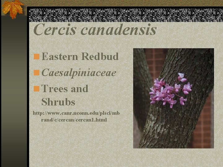 Cercis canadensis n Eastern Redbud n Caesalpiniaceae n Trees and Shrubs http: //www. canr.