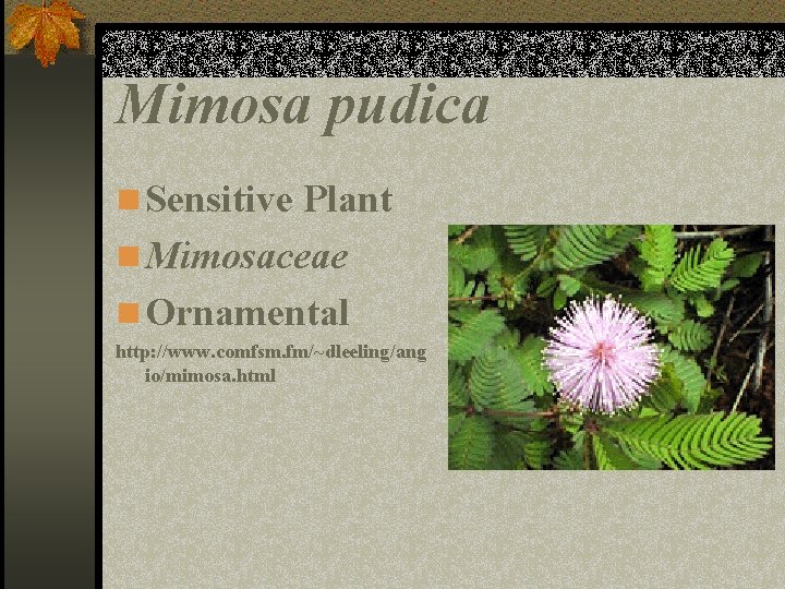 Mimosa pudica n Sensitive Plant n Mimosaceae n Ornamental http: //www. comfsm. fm/~dleeling/ang io/mimosa.