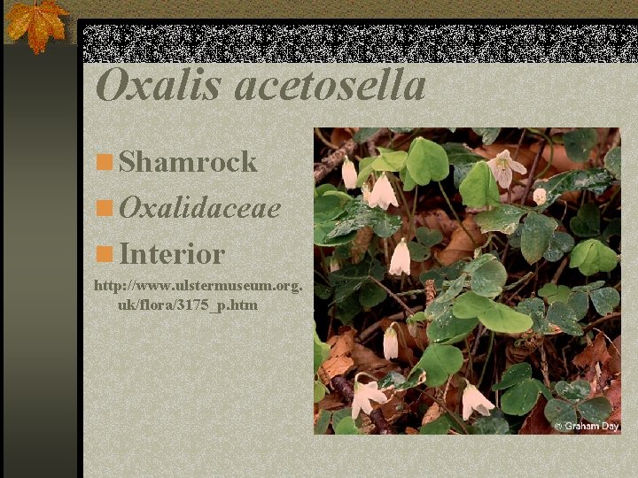 Oxalis acetosella n Shamrock n Oxalidaceae n Interior http: //www. ulstermuseum. org. uk/flora/3175_p. htm