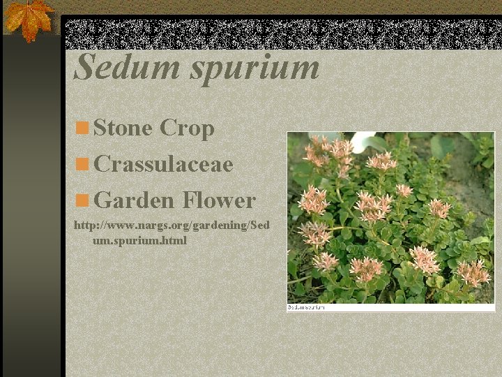 Sedum spurium n Stone Crop n Crassulaceae n Garden Flower http: //www. nargs. org/gardening/Sed