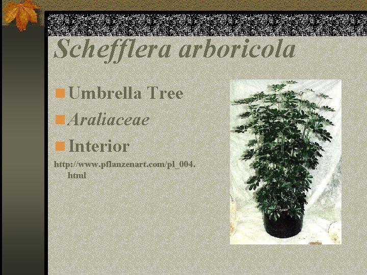 Schefflera arboricola n Umbrella Tree n Araliaceae n Interior http: //www. pflanzenart. com/pl_004. html