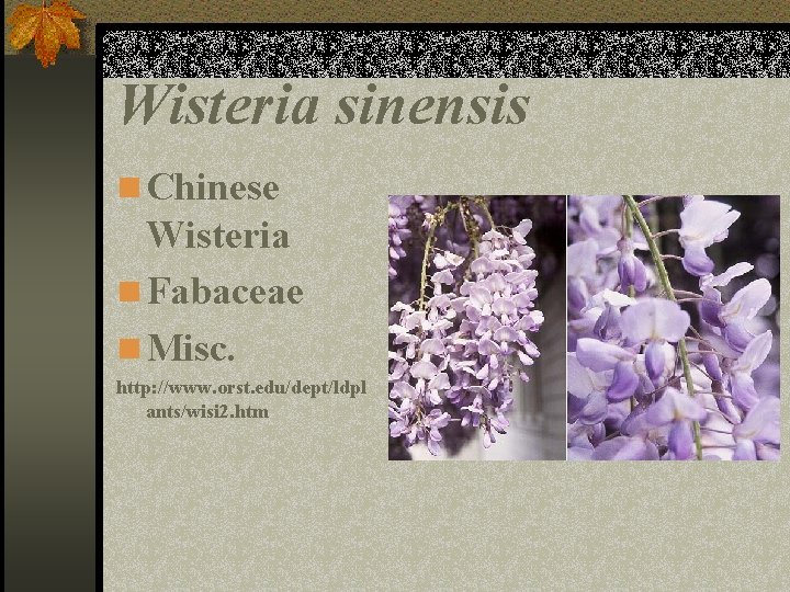Wisteria sinensis n Chinese Wisteria n Fabaceae n Misc. http: //www. orst. edu/dept/ldpl ants/wisi