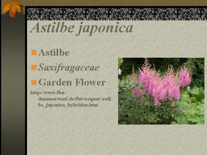 Astilbe japonica n Astilbe n Saxifragaceae n Garden Flower http: //www. fbndummerstorf. de/fb 6/wegner/astil