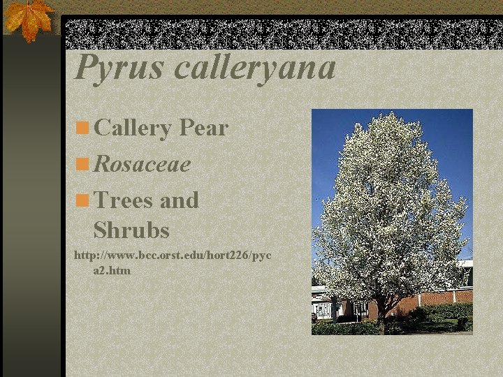 Pyrus calleryana n Callery Pear n Rosaceae n Trees and Shrubs http: //www. bcc.