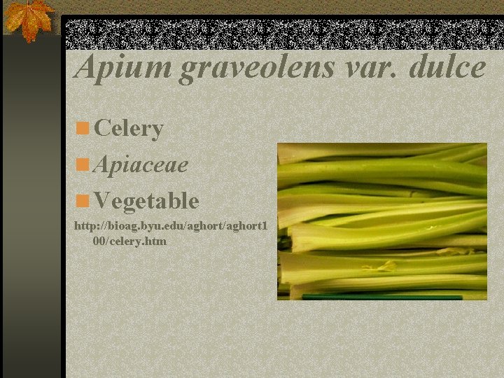 Apium graveolens var. dulce n Celery n Apiaceae n Vegetable http: //bioag. byu. edu/aghort