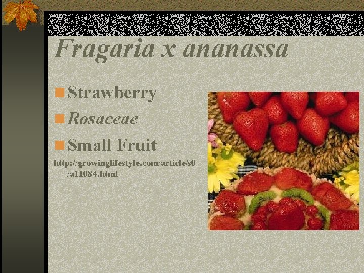 Fragaria x ananassa n Strawberry n Rosaceae n Small Fruit http: //growinglifestyle. com/article/s 0
