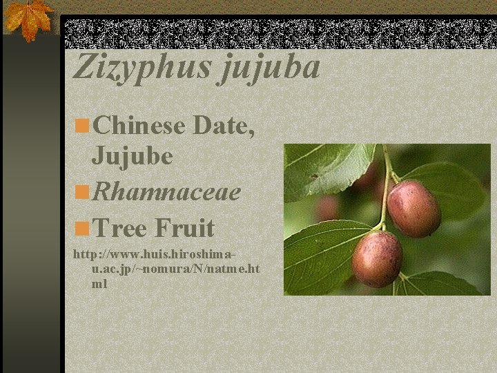 Zizyphus jujuba n Chinese Date, Jujube n Rhamnaceae n Tree Fruit http: //www. huis.