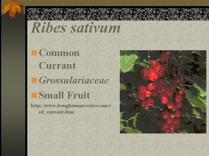Ribes sativum n Common Currant n Grossulariaceae n Small Fruit http: //www. boughennurseries. com/r