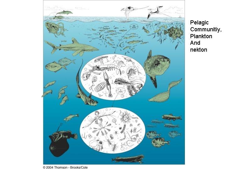 Pelagic Communitiy, Plankton And nekton 