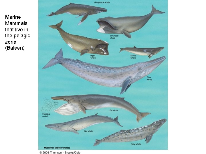 Marine Mammals that live in the pelagic zone (Baleen) 