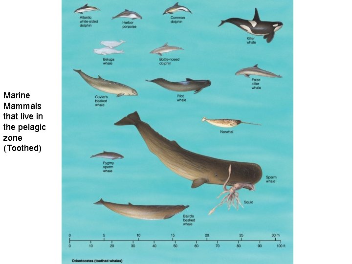 Marine Mammals that live in the pelagic zone (Toothed) 