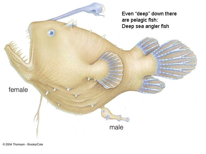 Even “deep” down there are pelagic fish: Deep sea angler fish 