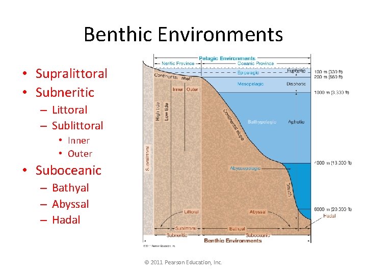 Benthic Environments • Supralittoral • Subneritic – Littoral – Sublittoral • Inner • Outer