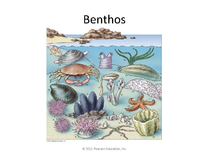 Benthos © 2011 Pearson Education, Inc. 