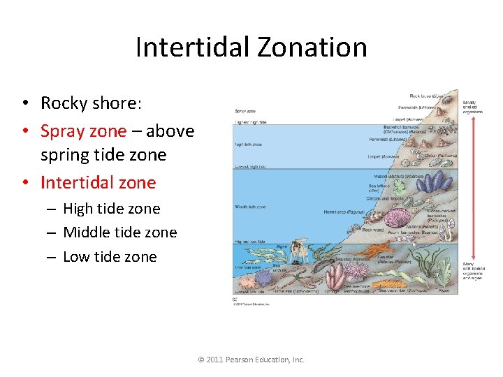 Intertidal Zonation • Rocky shore: • Spray zone – above spring tide zone •