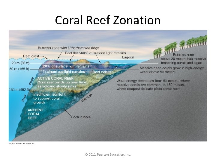 Coral Reef Zonation © 2011 Pearson Education, Inc. 