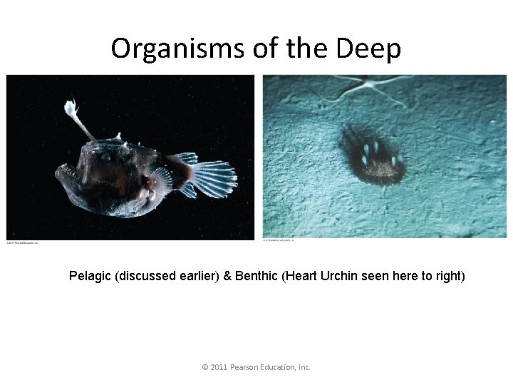 Organisms of the Deep Pelagic (discussed earlier) & Benthic (Heart Urchin seen here to