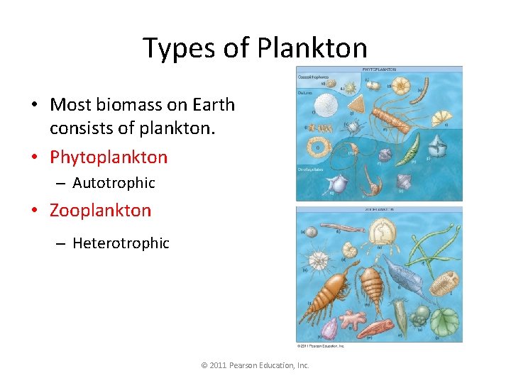 Types of Plankton • Most biomass on Earth consists of plankton. • Phytoplankton –