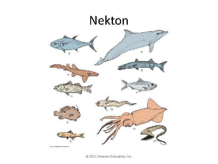 Nekton © 2011 Pearson Education, Inc. 