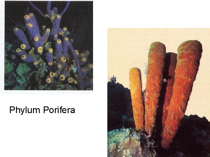 Phylum Porifera 