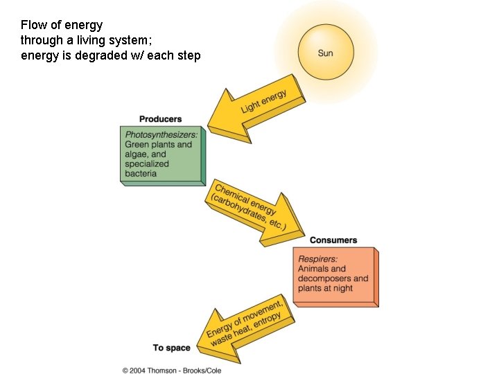 Flow of energy through a living system; energy is degraded w/ each step 