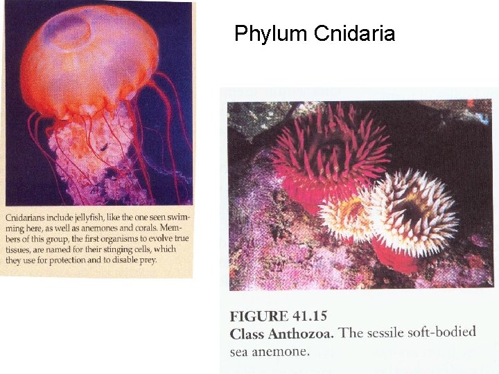 Phylum Cnidaria 