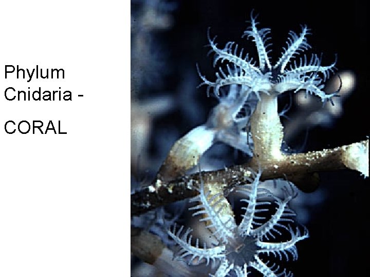 Phylum Cnidaria CORAL 