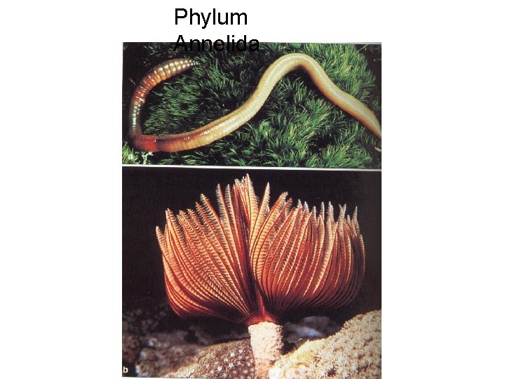 Phylum Annelida 
